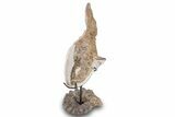 Lower Turonian Fossil Fish on Ammonite Stand - Asfla, Morocco #277036-2